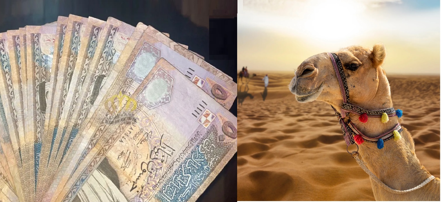 ثلاثة شهور سجن وألف دينار غرامة لأردني تهمته إدخال جمل غير مرخص لإحدى المحميات