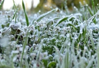 “الأرصاد” تحذر من تشكل الصقيع في ساعات الصباح الباكر