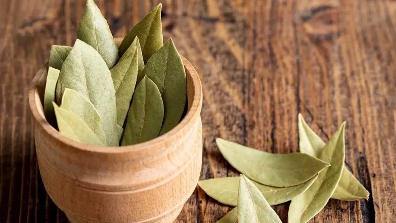 كيف تقوم أوراق الغار بتعزيز نضارة وشباب البشرة؟