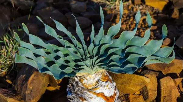 العثور على أقدم رؤوس سهام مسمومة في التاريخ