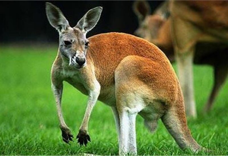 سقوط وإصابات.. ظهور مفاجئ للكناغر يُربك سباقا للدراجات (فيديو)