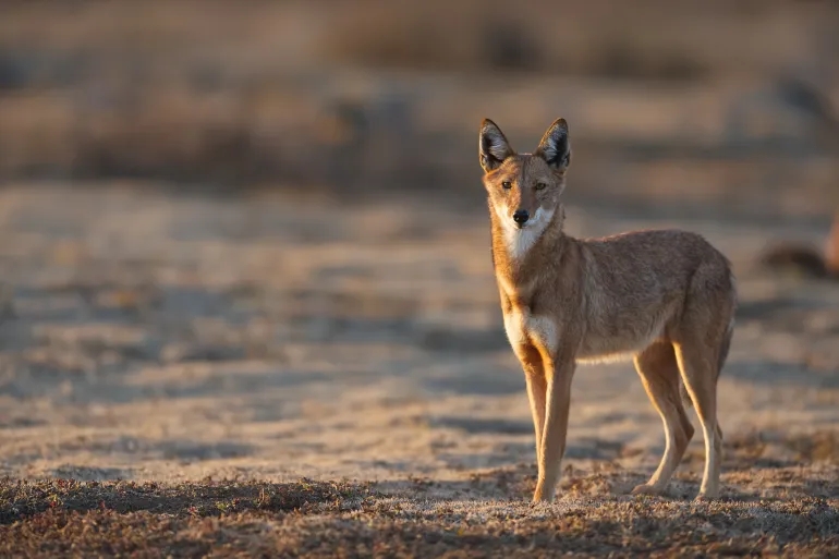 الناجي المحظوظ.. إليك قصة الذئب الإثيوبي الذي كسر ثوابت العلماء