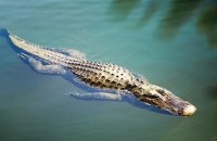 التماسيح تجتاح شوارع دولة إفريقية بعد كارثة طبيعية (فيديو)