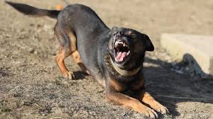 أمام عيني والدته.. كلب ضال يهاجم طفلا (5 سنوات) في الزرقاء ويصيبه بعدة جروح