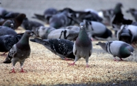 مشروع روسي لتحويل الطيور إلى مسيّرات: ما الذي يحدث للحمام في موسكو؟
