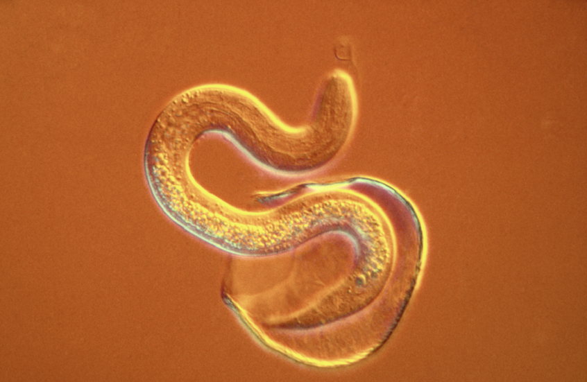 الولايات المتحدة تواجه طفيليا آكلا للحوم قادما من المكسيك