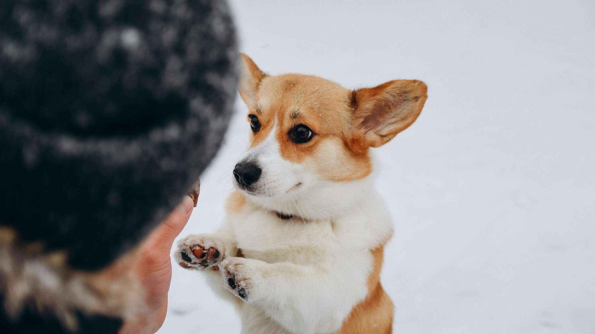 بسبب كلب.. سيدة تفقد أطرافها بتسمم نادر