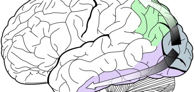 تعريف الإحساس وأهميته