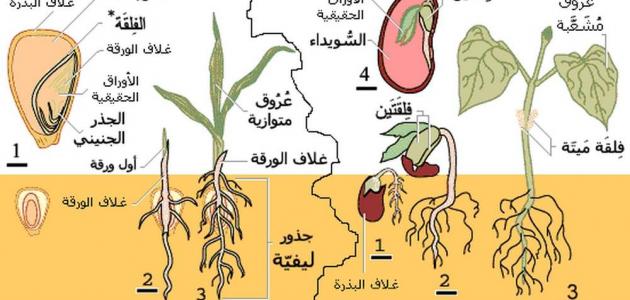 مظاهر نمو النبات وأهم مراحل تطوره